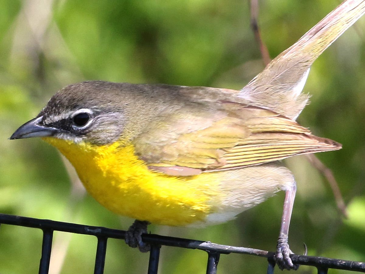 a migrating songbird at Montrose Point, one of the best urban birding spots in the country